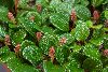 <em>Salix reticulata dwarf</em> 'form'